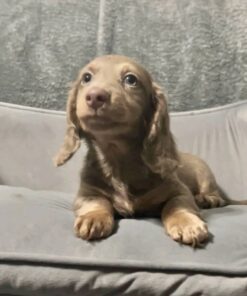 Maple