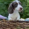 Meet Teddy — Chocolate & White Dachshund Puppy for Adoption