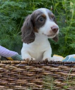 Meet Teddy — Chocolate & White Dachshund Puppy for Adoption