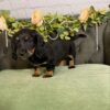 Meet Bruno — Black & Tan Standard Dachshund Puppy