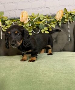 Meet Bruno — Black & Tan Standard Dachshund Puppy