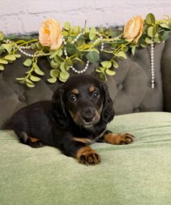Meet Bruno — Black & Tan Standard Dachshund Puppy