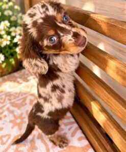 Mocha
