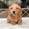 Meet Amber — Red Standard Dachshund Puppy for Adoption