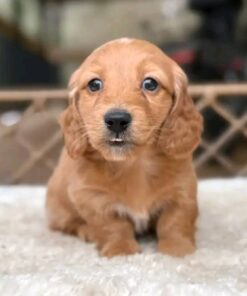 Meet Amber — Red Standard Dachshund Puppy for Adoption