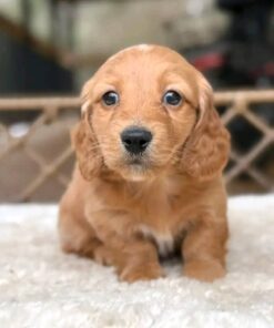 Meet Amber — Red Standard Dachshund Puppy for Adoption