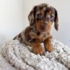 Meet Hazel — Chocolate Dapple Dachshund Puppy for Adoption