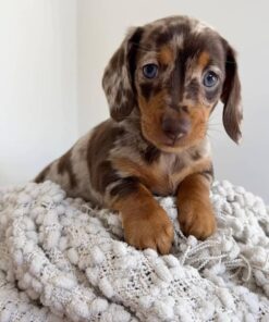 Meet Hazel — Chocolate Dapple Dachshund Puppy for Adoption