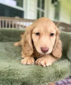 Meet Luna