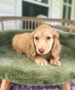 Meet Luna