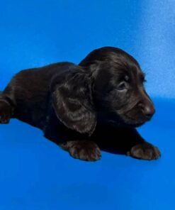 Meet Onyx — Black Dachshund Puppy for Adoption