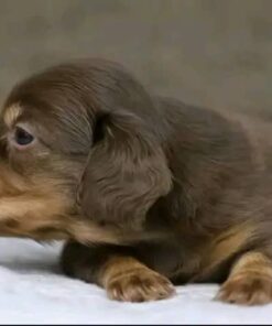 Meet Teddy — Chocolate & Tan Dachshund Puppy for Adoption