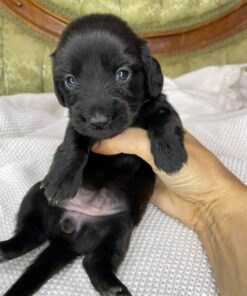 Meet Shadow — Black Standard Dachshund Puppy for Adoption