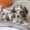Meet Willow — Chocolate Dapple Tweenie Dachshund Puppy for Adoption