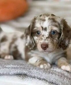 Meet Willow — Chocolate Dapple Tweenie Dachshund Puppy for Adoption