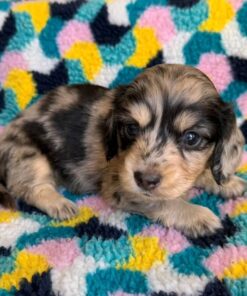 Meet Milo — A Beautiful Dapple Dachshund Puppy for Adoption