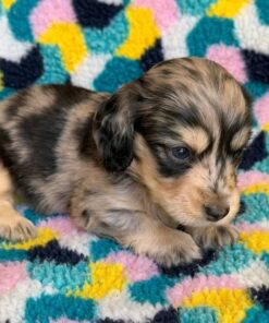 Meet Milo — A Beautiful Dapple Dachshund Puppy for Adoption