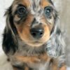 Meet Jasper