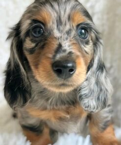 Meet Jasper