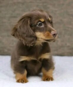 Meet Ruby — Chocolate & Tan Standard Dachshund Puppy