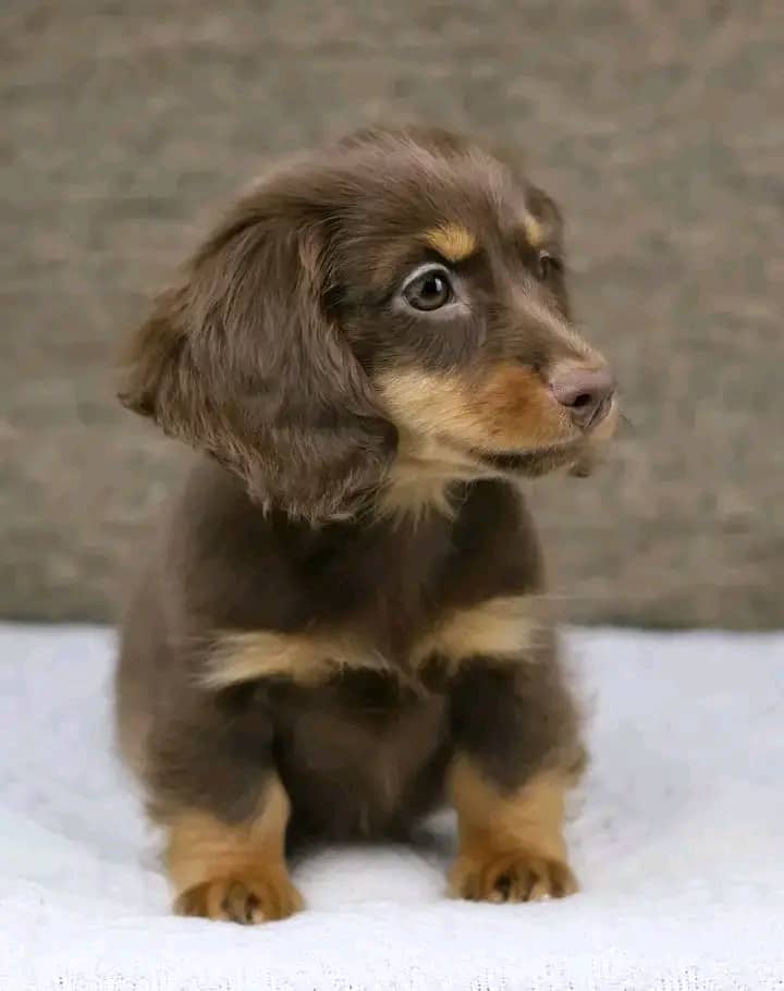 Meet Ruby — Chocolate & Tan Standard Dachshund Puppy