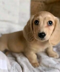 Meet Oliver — Cream Standard Dachshund Puppy