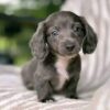 Meet Luna — Beautiful Miniature Dachshund Puppy for Adoption