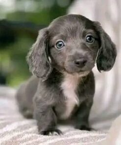 Meet Luna — Beautiful Miniature Dachshund Puppy for Adoption