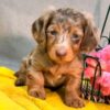 Meet Archie — Chocolate Dapple Miniature Dachshund