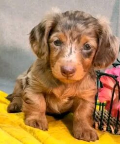 Meet Archie — Chocolate Dapple Miniature Dachshund