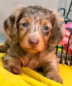 Meet Archie — Chocolate Dapple Miniature Dachshund
