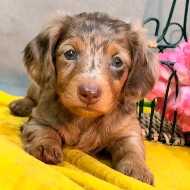 Meet Archie — Chocolate Dapple Miniature Dachshund