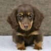 Meet Ruby — Chocolate & Tan Standard Dachshund Puppy