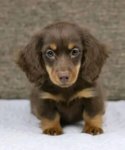 Meet Ruby — Chocolate & Tan Standard Dachshund Puppy