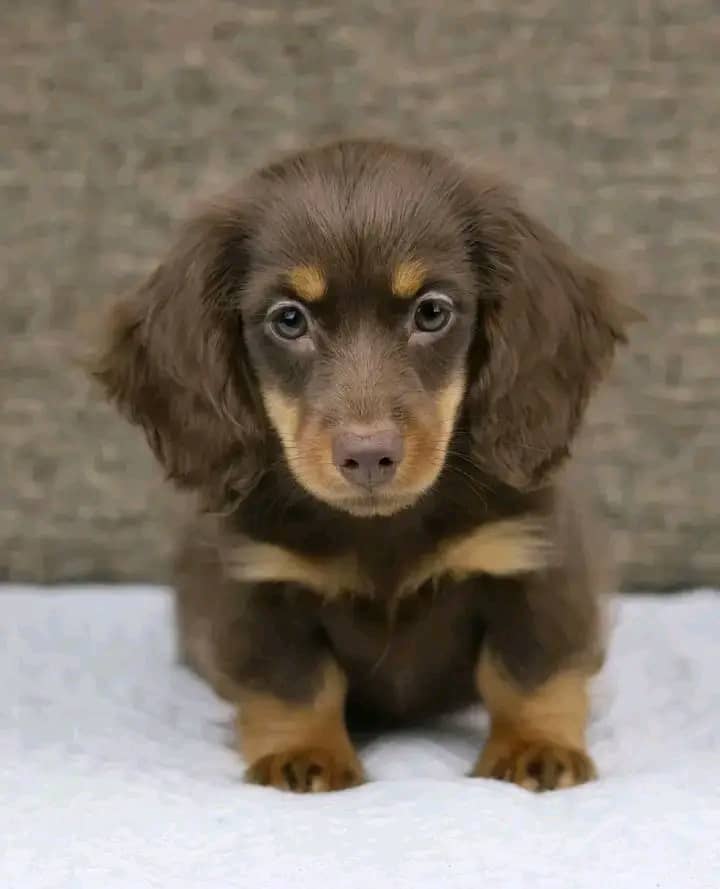 Meet Ruby — Chocolate & Tan Standard Dachshund Puppy