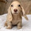 Meet Daisy — Cream Standard Dachshund Puppy