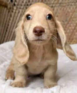 Meet Daisy — Cream Standard Dachshund Puppy