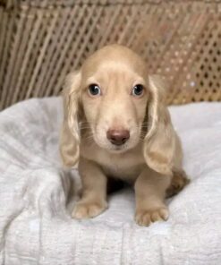 Meet Daisy — Cream Standard Dachshund Puppy