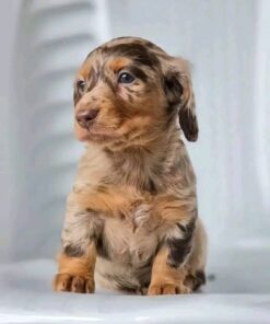 Meet Rosie — Chocolate Dapple Standard Dachshund Puppy