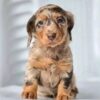 Meet Rosie — Chocolate Dapple Standard Dachshund Puppy