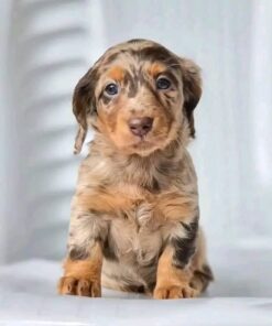 Meet Rosie — Chocolate Dapple Standard Dachshund Puppy