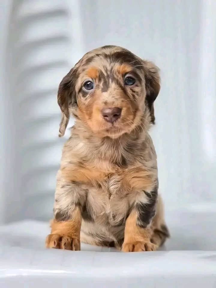 Meet Rosie — Chocolate Dapple Standard Dachshund Puppy