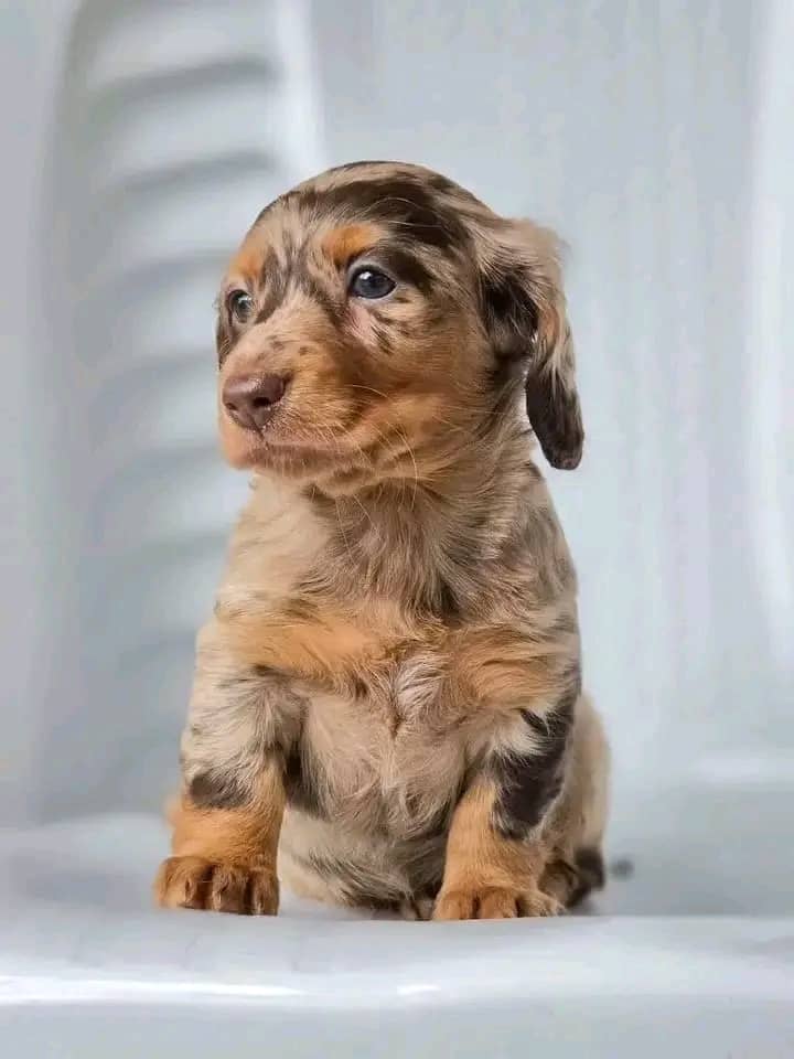 Meet Rosie — Chocolate Dapple Standard Dachshund Puppy