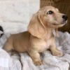 Meet Oliver — Cream Standard Dachshund Puppy