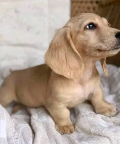 Meet Oliver — Cream Standard Dachshund Puppy