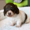Meet Cooper — Chocolate & White Standard Dachshund Puppy
