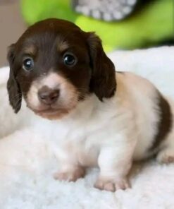 Meet Cooper — Chocolate & White Standard Dachshund Puppy
