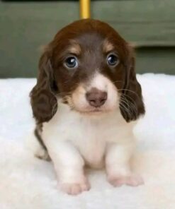 Meet Cooper — Chocolate & White Standard Dachshund Puppy