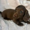Meet Cocoa