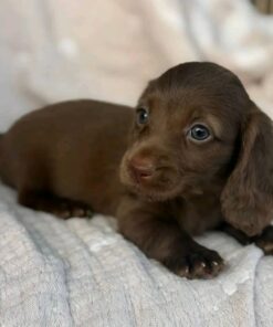 Meet Cocoa